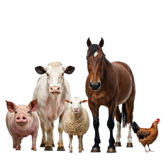 Animale de ferma